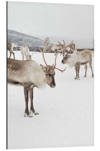 Aluminium print Reindeers in the snow