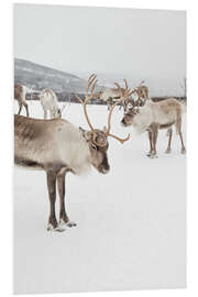 Cuadro de PVC Reindeers in the snow