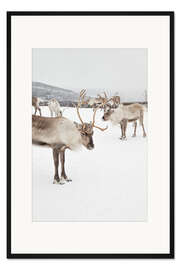 Gerahmter Kunstdruck Rentiere im Schnee