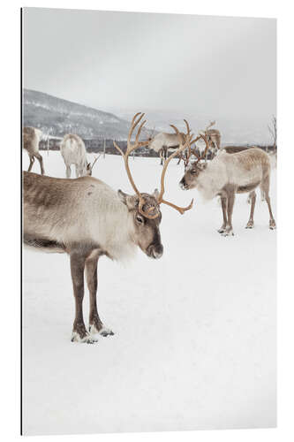 Tableau en plexi-alu Reindeers in the snow