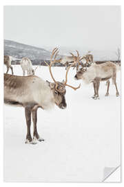 Naklejka na ścianę Reindeers in the snow