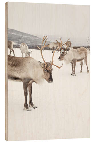 Wood print Reindeers in the snow