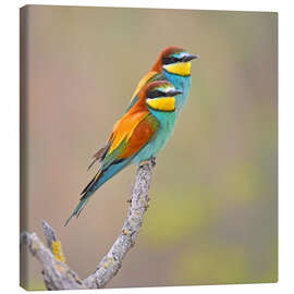 Canvas print Colorful pair of birds