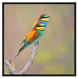 Gerahmter Kunstdruck Farbenfrohes Vogelpaar