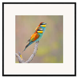 Ingelijste kunstdruk Colorful pair of birds