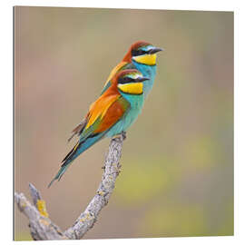 Gallery print Colorful pair of birds