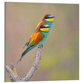 Magnettafel Farbenfrohes Vogelpaar