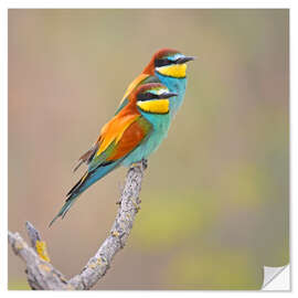 Selvklæbende plakat Colorful pair of birds