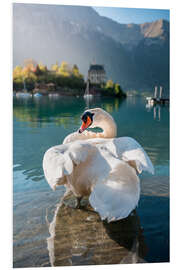 Print på skumplade Mute swan cleaning its feathers in Lake Brienz, Iseltwald