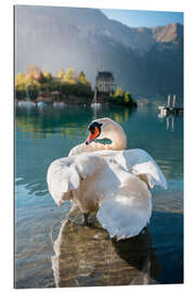 Stampa su plexi-alluminio Mute swan cleaning its feathers in Lake Brienz, Iseltwald