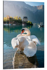 Magnettafel Höckerschwan beim Federputzen im Brienzersee, Iseltwald