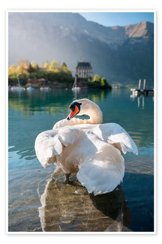 Poster Höckerschwan beim Federputzen im Brienzersee, Iseltwald