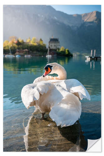 Sticker mural Mute swan cleaning its feathers in Lake Brienz, Iseltwald