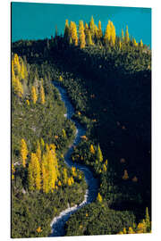 Aluminiumsbilde Golden larches in the Engadine in autumn