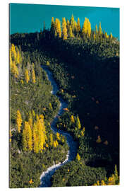 Tableau en plexi-alu Golden larches in the Engadine in autumn