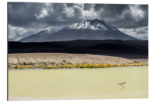 Aluminium print Flamingo in the Bolivian Altiplano