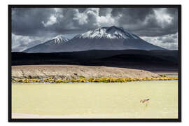Gerahmter Kunstdruck Flamingo im Bolivianischen Altiplano