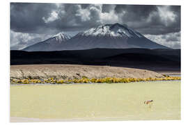 PVC-tavla Flamingo in the Bolivian Altiplano