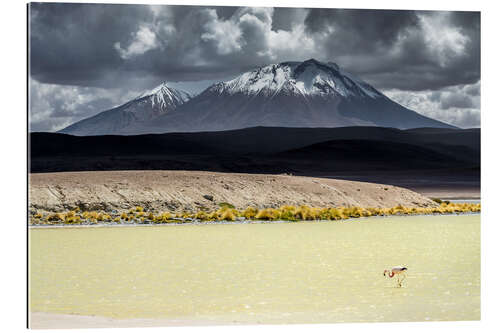 Cuadro de plexi-alu Flamingo in the Bolivian Altiplano