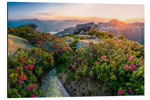 Alumiinitaulu Alpine roses at sunset in the Swiss Alps