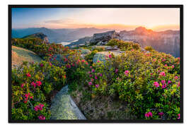 Gerahmter Kunstdruck Alpenrosen bei Sonnenuntergang in den Schweizer Alpen