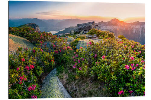 Gallery Print Alpenrosen bei Sonnenuntergang in den Schweizer Alpen