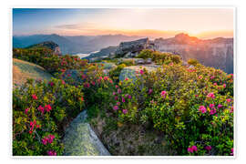 Kunstwerk  Alpine roses at sunset in the Swiss Alps - Marcel Gross