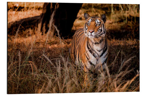 Obraz na aluminium Wild bengal tiger in tall grass in central India