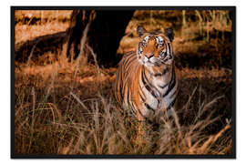 Gerahmter Kunstdruck Wilder Bengaltiger im hohen Gras in Zentralindien