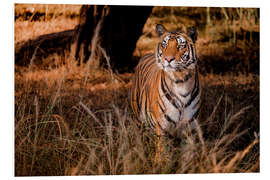 Stampa su PVC Wild bengal tiger in tall grass in central India