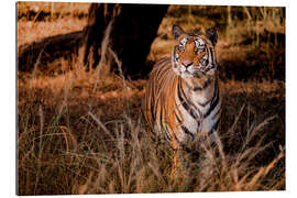 Gallery print Wild bengal tiger in tall grass in central India