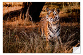 Selvklebende plakat Wild bengal tiger in tall grass in central India