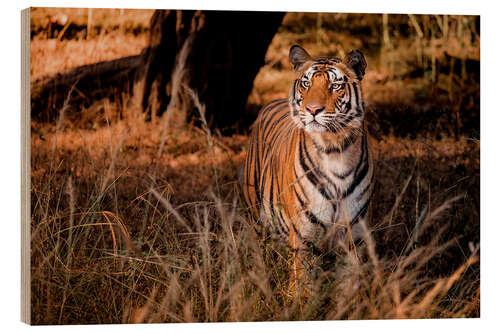 Quadro de madeira Wild bengal tiger in tall grass in central India