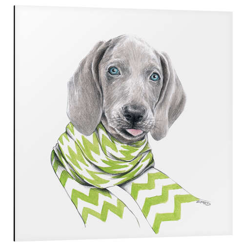 Tableau en aluminium Weimaraner puppy with scarf