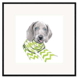 Framed art print Weimaraner puppy with scarf