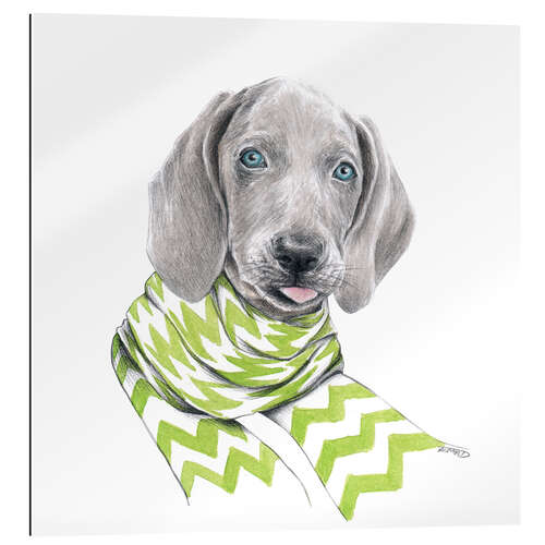 Gallery Print Weimaraner Welpe mit Schal