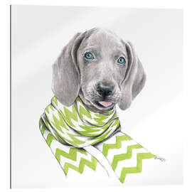 Quadro em plexi-alumínio Weimaraner puppy with scarf