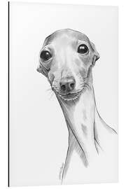 Aluminiumtavla Italian greyhound