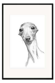 Gerahmter Kunstdruck Italienischer Windhund