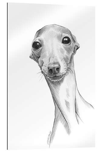 Gallery print Italian greyhound