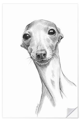 Naklejka na ścianę Italian greyhound