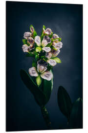 Aluminium print Cattleya