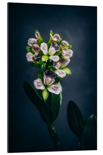 Gallery Print Cattleya