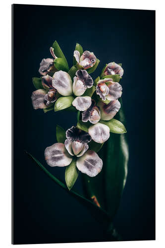 Galleriprint Cattleya