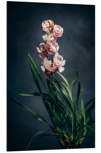 Aluminium print Cymbidium