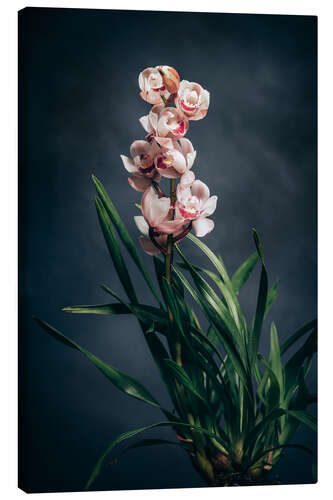 Leinwandbild Cymbidium