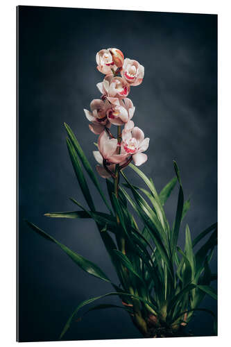 Galleritryk Cymbidium