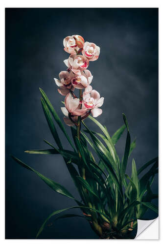 Wandsticker Cymbidium