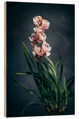 Print på træ Cymbidium