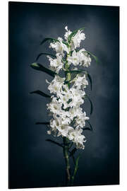 Aluminium print Dendrobium